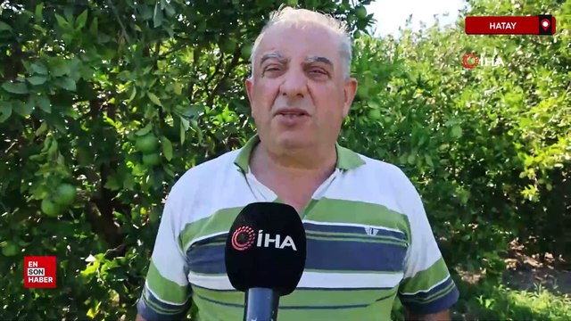 Hatay'da mandalina hasadında çalışacak işçi bulamayınca kendi hasat yapıyor