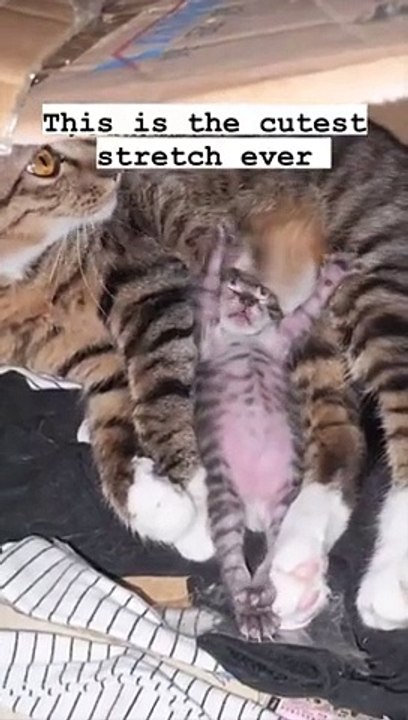 The Cat funny moment