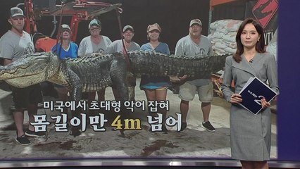 미국에서 초대형 악어 포획, 명품 악어가방 논란 "악랄하고 잔인" [앵커리포트] / YTN