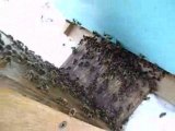Les abeilles passent de la ruchette a la ruche