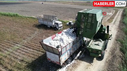 Adana'da 'Beyaz Altın' Hasadı Başladı