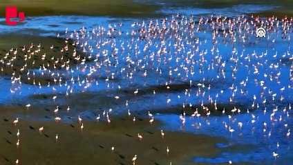 Misafir flamingoların göç hazırlığı