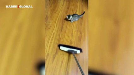 Yavru kedinin süpürge ile kaçak güreşi: Eğlence dolu anlar kamerada