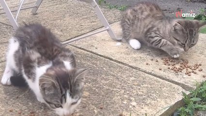 Elle sort dans son jardin et a la peur de sa vie en voyant ce qui l'attend de patte ferme sur le transat (vidéo)