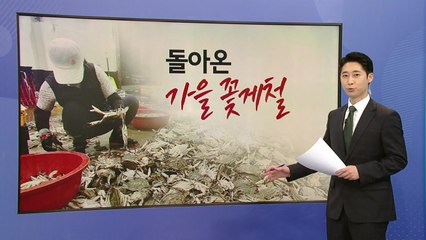 10원이라도 싸게!...'꽃게대전' 출혈 경쟁 이유는? [앵커리포트] / YTN