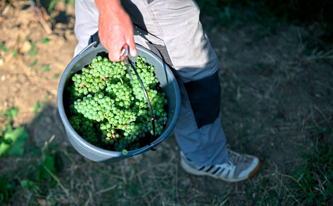 Hitzesommer senkt Weinerntemenge: Rebensaft-Qualität aber hoch