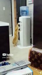 Cat drink s water❤️ #music #song #001 #shorts #viral @Star_14672