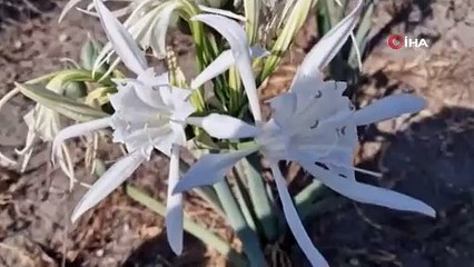 Bu çiçeği koparan yandı! Cezası: 380 bin lira