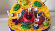 3D Animal Cell Model - DIY Science Project How To