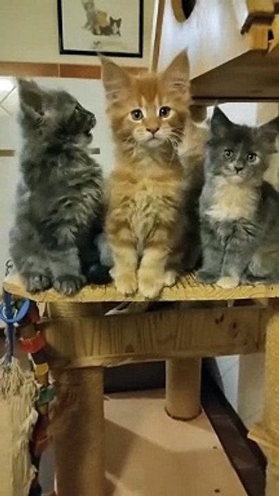 Cute cats video 2024