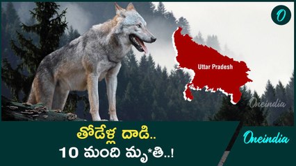 UP: యూపీని వణికిస్తోన్న తోడేళ్లు.. సీఎం యోగి కీలక నిర్ణయం..! | Oneindia Telugu