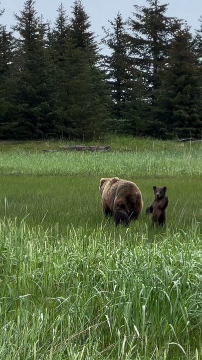 Forever One Of The Cutest Moments Bear Cubs Are Super Unstable When They're Learning How To Standup And So They Often Flail Their Arms To Stablilize Themselves  It Was So Cute To See This Little Cub Appear  To Wave While Trying To Keep Herself...!!