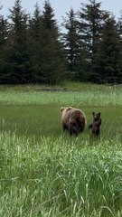 Forever One Of The Cutest Moments Bear Cubs Are Super Unstable When They're Learning How To Standup And So They Often Flail Their Arms To Stablilize Themselves  It Was So Cute To See This Little Cub Appear  To Wave While Trying To Keep Herself...!!