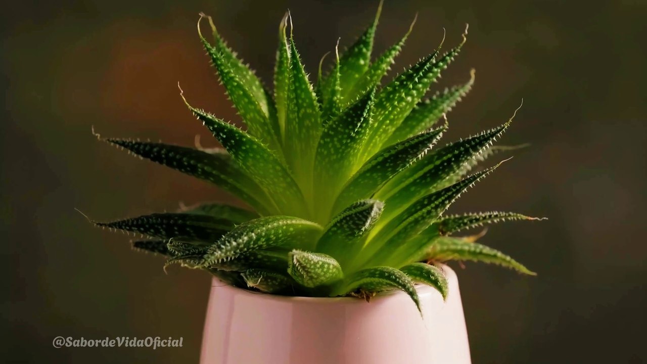 Plantas Purificadoras do Ar Segundo a NASA As Melhores para um Estilo de Vida Saudável