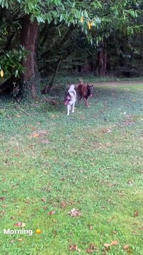 Alain-Fabien Delon partage des images du quotidien à Douchy, ultime résidence de son père Alain Delon. Les chiens, comme Loubo et son ami, semblent sereins