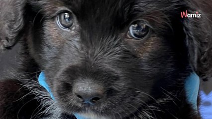 Une star annonce avoir abandonné sa chienne et provoque la colère des internautes