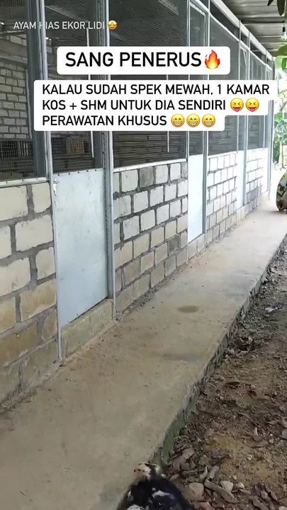 ayam spesial