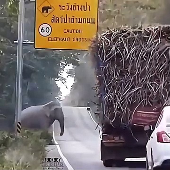 Elephant Crossing road