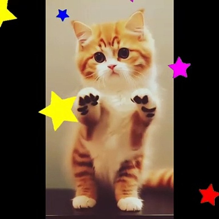 funny cat dancing video