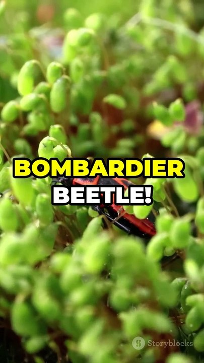 Top 10 Animals with Superpowers