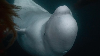 Hvaldimir, La Ballena Espía Rusa, No Murió Por Causas Naturales