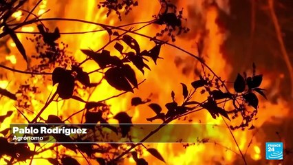 América Latina en llamas por las consecuencias del cambio climático