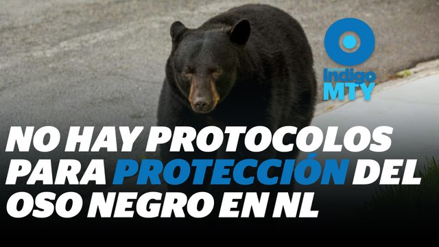 Acciones para proteger a los osos en zonas urbanas de Nuevo León | Reporte Indigo