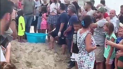 Strongoli, torma in mare la tartaruga soccorsa e salvata a giugno