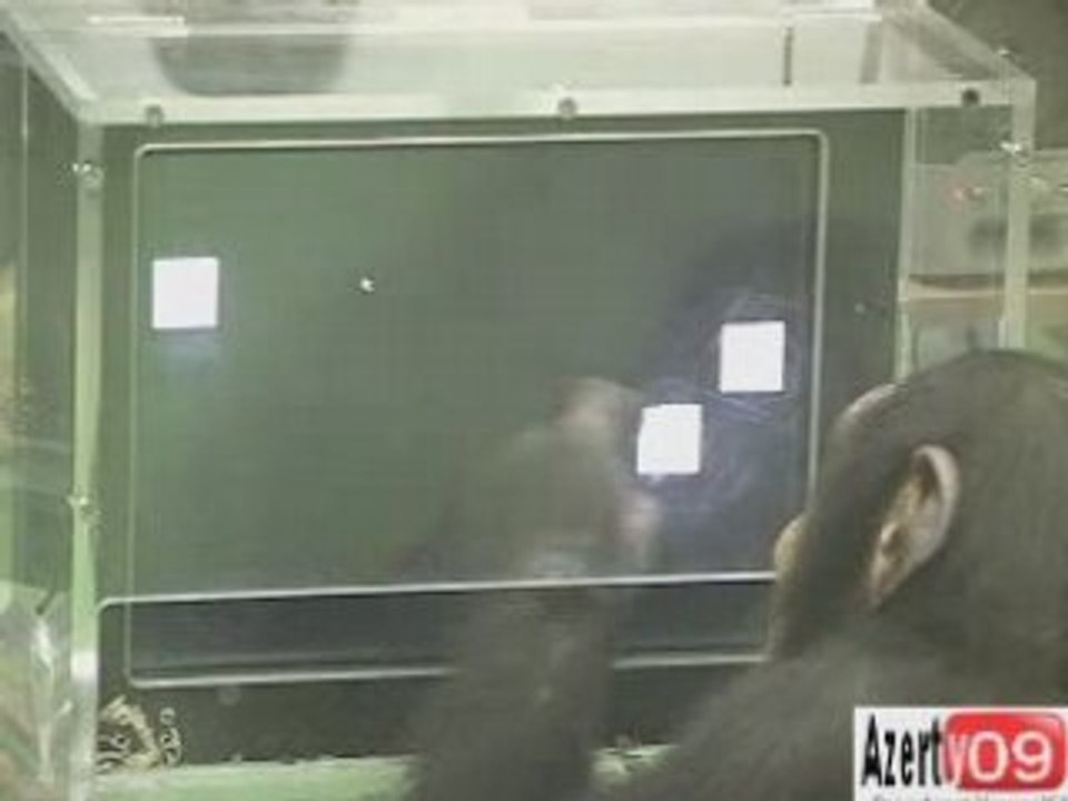 La mémoire des chimpanzés