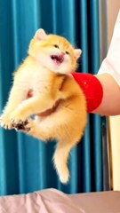 Cat cute cat beautiful cat nice look #naturalbeautu933#bewuty#natural#night#hotvideo#night#natural#naturalbeaity#hotvideo#nicelook#nicecat#cutecat#nicelooking#beautoful