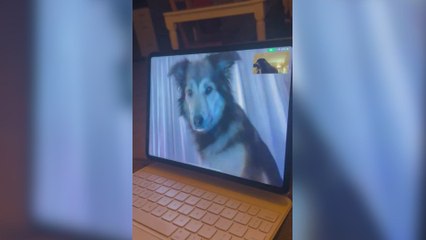 Download Video: El reencuentro de dos perros por videollamada que impacta: sus reacciones son increíbles