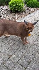 Cat as soon as lion beautiful cat nice cat beautiful cat #naturalbeauty933#beauty#natural#naturalbeauty#nicelook#beautiful#nicebeautifullook#hotvideo#badvideo#nicecatlion#lion