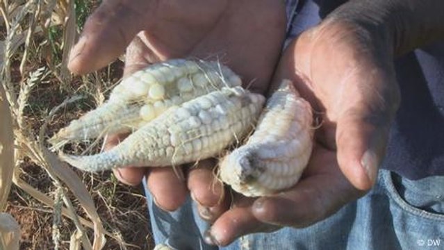 Ghana farmers face worst drought in decades
