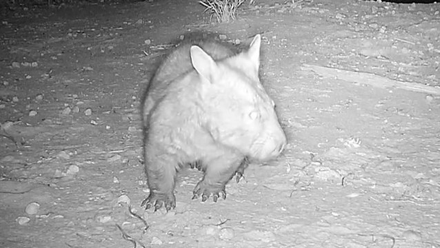 Adorable critically endangered wombat cub captured on nature camera