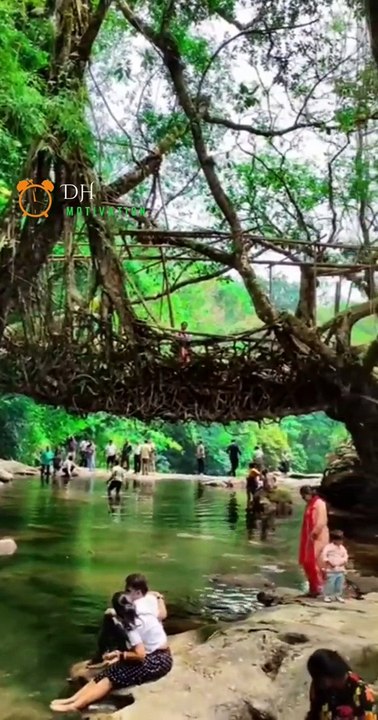 Living Roots Bridge Meghalaya #meghalaya #dhmotivation #facts