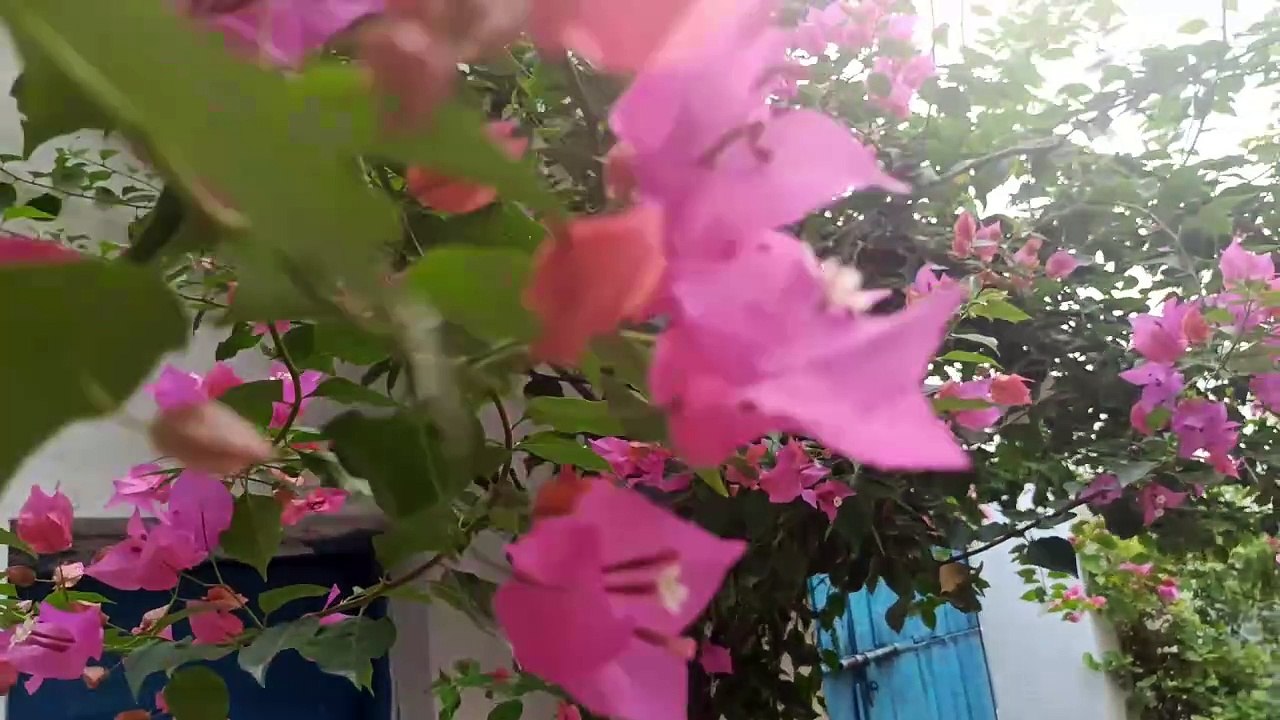 Evening Shoots of My Courtyard