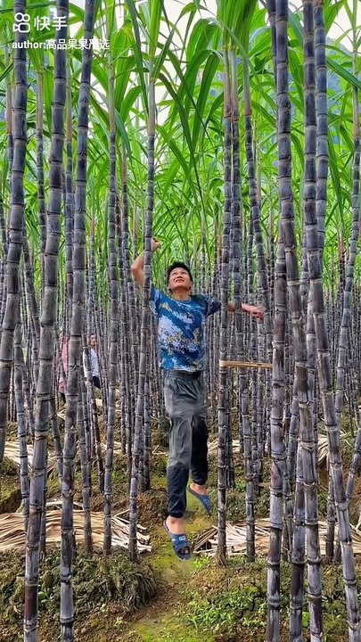 Sugarcane harvesting