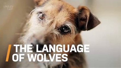 Have You Ever Wondered Why Some Dog Breeds Howl More Than Others?