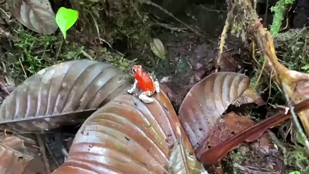 Check Out These Poisonous Frogs That Have Been Released in Columbia