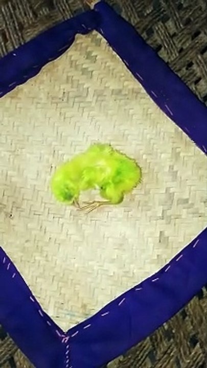 My daughter chick is no more with us