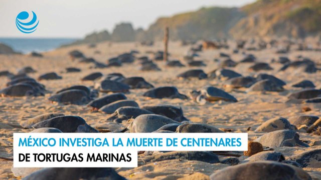 México investiga la muerte de centenares de tortugas marinas