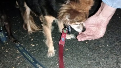 Ozzyta Villanova Paco; I was not feeling like 'leader' when we started walk but my confidence grew VID_20240829_205926034