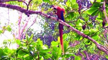 Explore the Heart of the Animal Kingdom - 8K #wildlife
