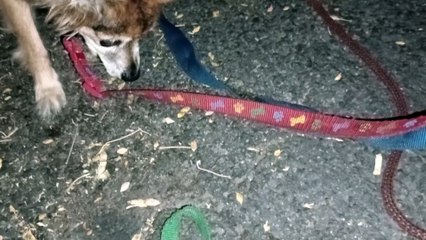 Ozzyta Villanova Paco; saw people arrive home, they never invaded his personal space & he behaved VID_20240827_204520906