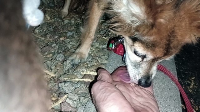 Ozzyta Villanova Paco; Villanova has seconds at start she extends front right leg Some baby steps VID_20240902_203719221