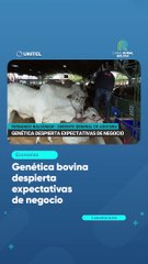 Genética bovina despierta expectativas de negocio