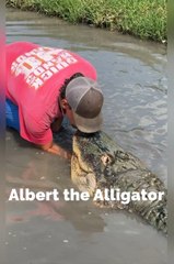Update on Albert the Alligator that was seized by the state of New York