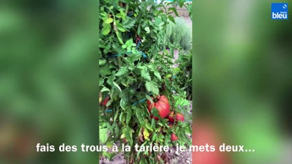 Serge cultive de très grosses tomates en Dordogne
