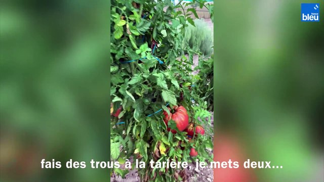 Serge cultive de très grosses tomates en Dordogne