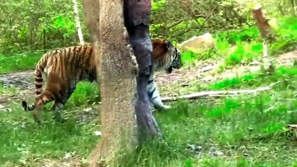 Sound of familiar animals_ elephant, cow, horse, duck, chicken, cat -